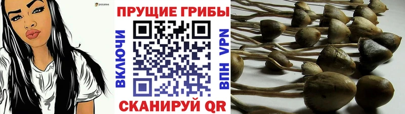 Купить где  Адыгейск  Псилоцибиновые грибы MAGIC MUSHROOMS